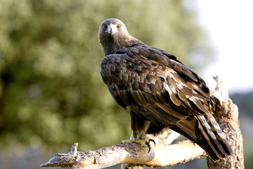 Adult male of Aquila chrysaetos, Golden eagle