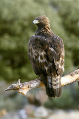 Adult male of Aquila chrysaetos, Golden eagle