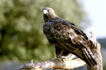 Adult male of Aquila chrysaetos, Golden eagle