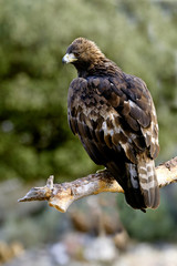 Adult male of Aquila chrysaetos, Golden eagle