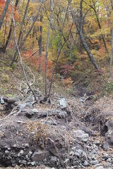 Fall in the wood