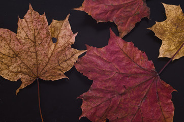 Naklejka na ściany i meble Autumn maple leaves lay on black matte surface