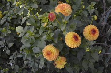 Dahlia hybrida Junona - beautiful ornamental plant with large orange flowers - obrazy, fototapety, plakaty