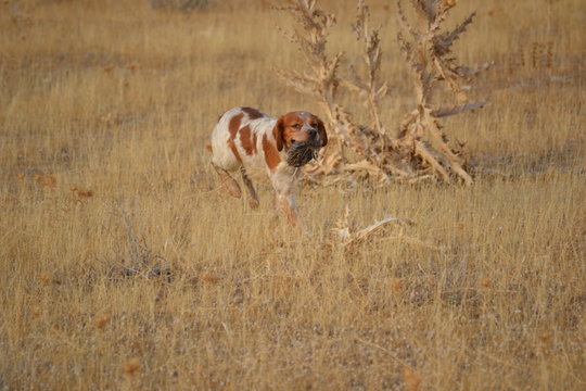 epganeul breton y codorniz