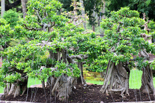 beautiful bonsai tree in the garden