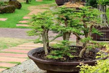 Printed kitchen splashbacks Bonsai beautiful bonsai tree in the garden