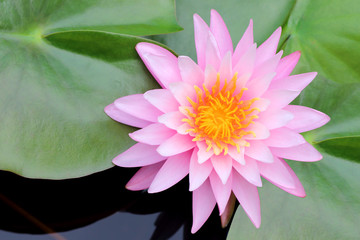 beautiful pink water lily or lotus flower in pond