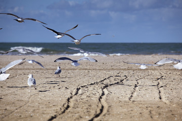 Seagulls at Empty Beach in Normandy in Autumn