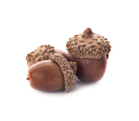 acorns on a white background