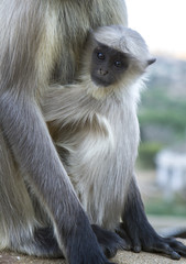 Indian Monkey