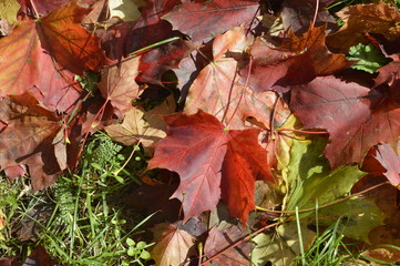 Autumn colored maple leaves lying on lawn