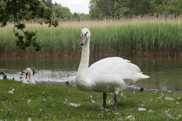 White swan out of the water