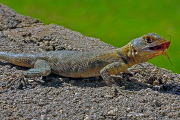 Brazil lizard eating insect
