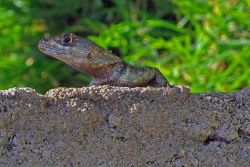 Brazil lizard on wall