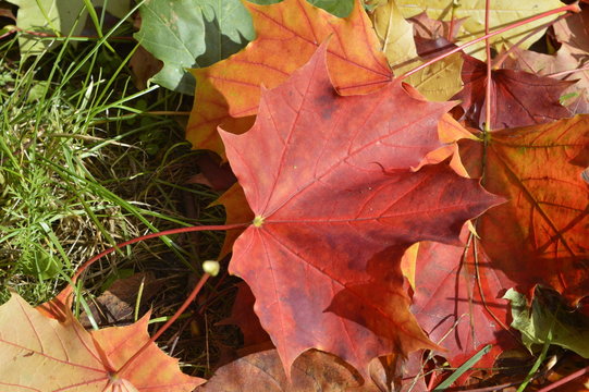 Autumn colored maple leaves lying on lawn
