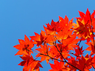 紅葉と青空