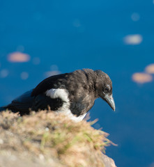 Eurasian magpie looking for food