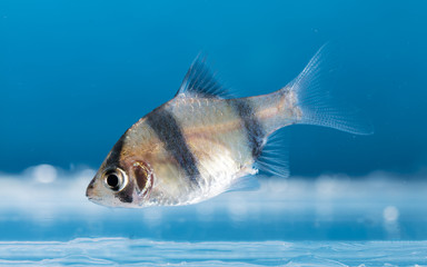Aquarium fish, Barbus tetrazona