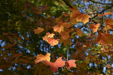 Autumn colored maple leaves hanging from tree