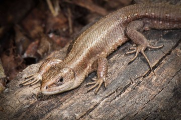 Lizard