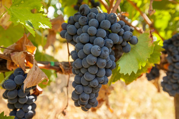 ripe red grape clusters on the vine