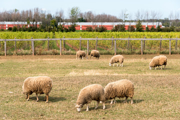Obraz premium several sheep in a pen, vineyard in background