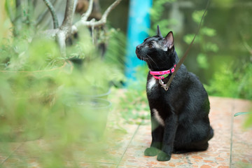 Black cat in autumn close up photo