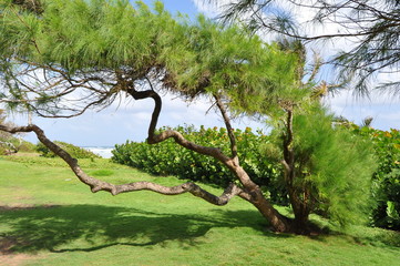 Landscape in Barbados