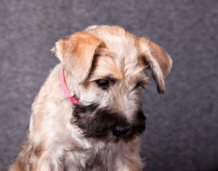 Naklejka na ściany i meble Irish Soft Coated Wheaten Terrier puppy portrait