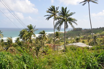 Fototapeta premium Landscape in Barbados