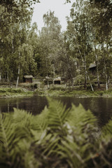 Fototapeta premium Green Woods