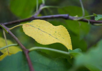 First yellow autumn leaf