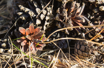 The fallen-down pine cones in the wood covered with sunlight