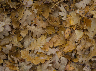 Texture of the fallen-down oak leaves in the wood during a rain