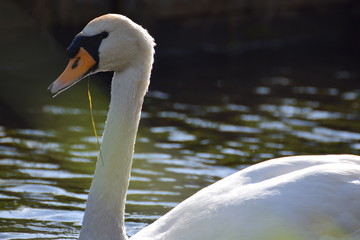 White swan bird swimming