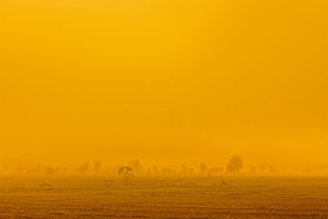 Fototapeta na wymiar Trees in heavy fog, on a field, sunrise, early morning