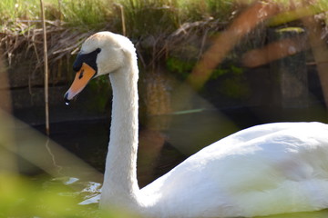 White swan bird swimming