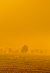 Trees in heavy fog, on a field, sunrise, early morning