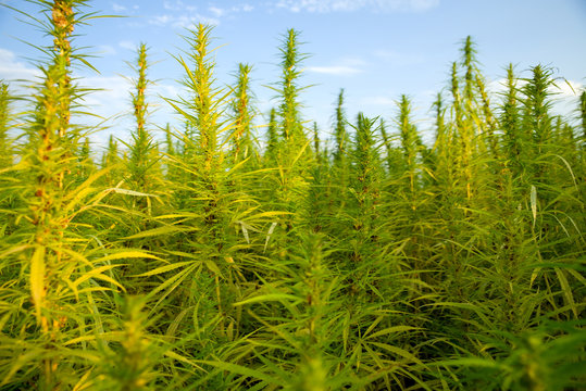 Cannabispflanzen unter freiem Himmel 
