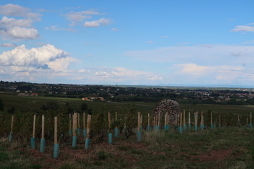 Obraz premium Region winiarski Beaujolais