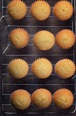Freshly backed plain cupcakes on cooling ruck, top view,  close up