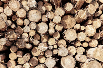 Firewood stacked and prepared for winter