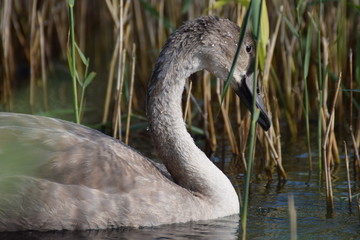 Grey young swan swimming