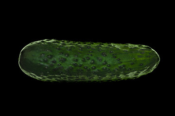 Elegant green cucumber on a black background