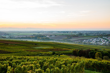 Fototapeta premium green leaves and fall colors, rhine plain