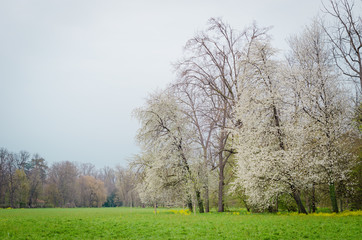 Landscape with trees