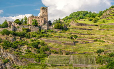 Fototapeta na wymiar Gutenfels Castle and vineyards at Rhine Valley near Kaub, Germany.