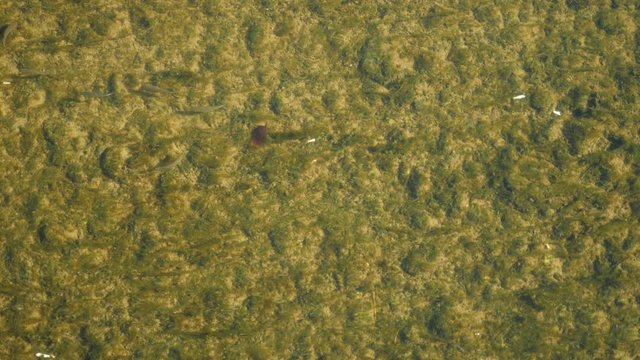 a view from above, a flock of fry in the clear water of a shallow river. 4k, slow motion