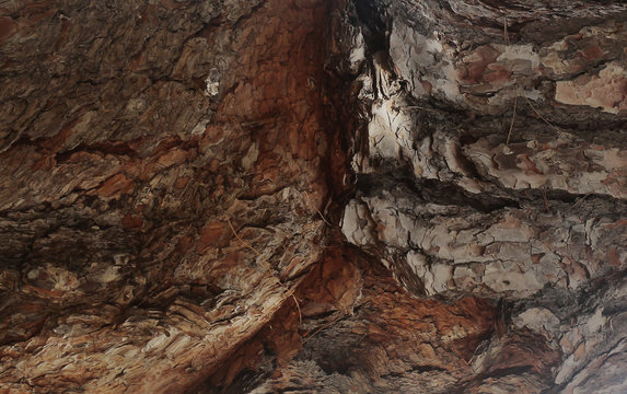 Tallo de arbol con grietas naturales
