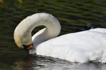 Obraz premium White swan bird swimming